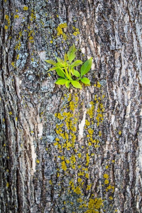 Tree Bark Moss Growth North
