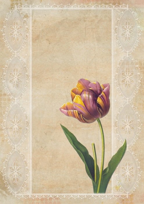 Vintage Tulip Background Pink
