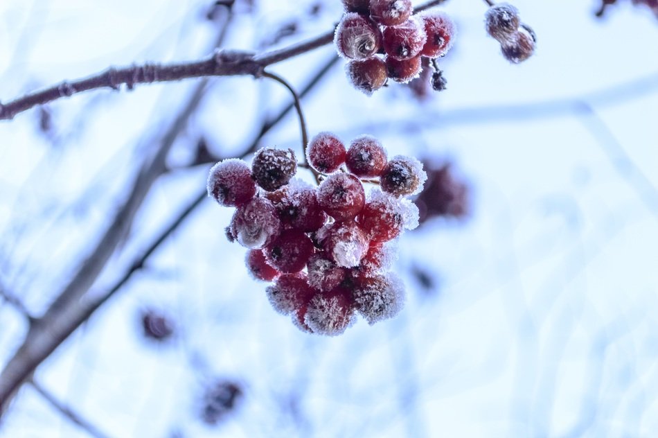 Rosehips Garden Frost Fruit Hip