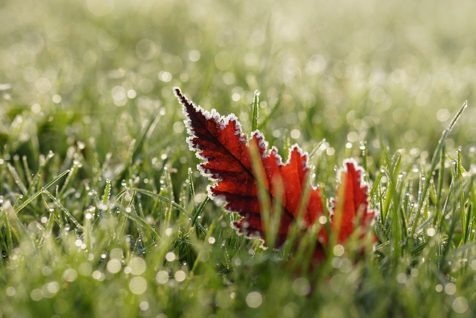 Leaf Nature Autumn Dew