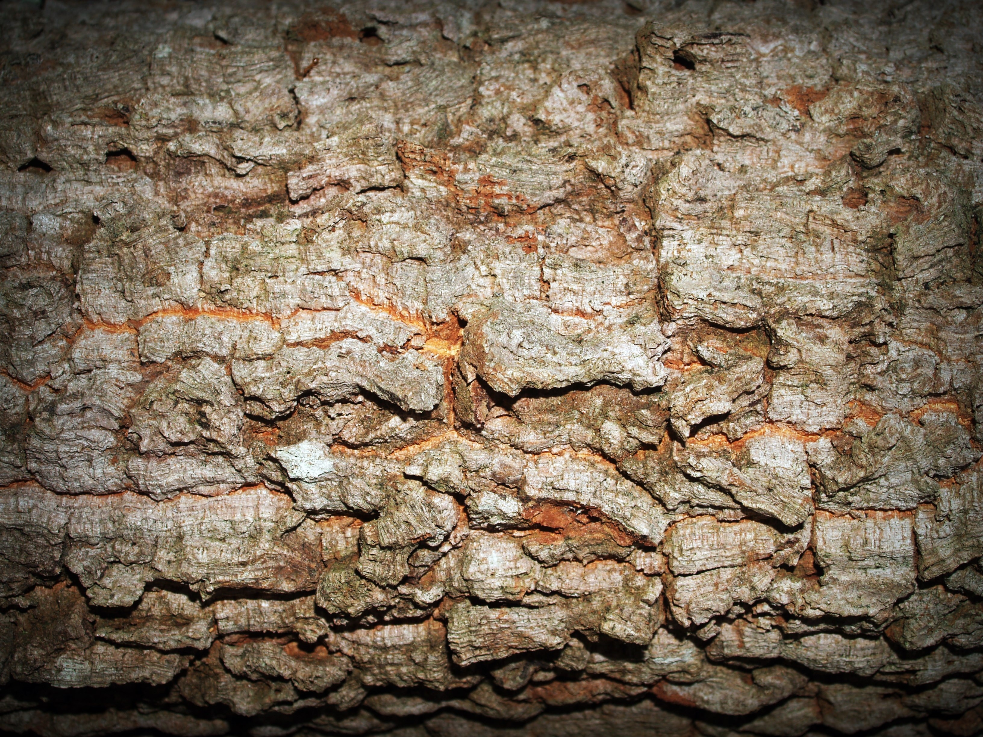 Root texture. Корни текстура. Текстура неровности. Текстура скальной поверхности. Каменная поверхность.