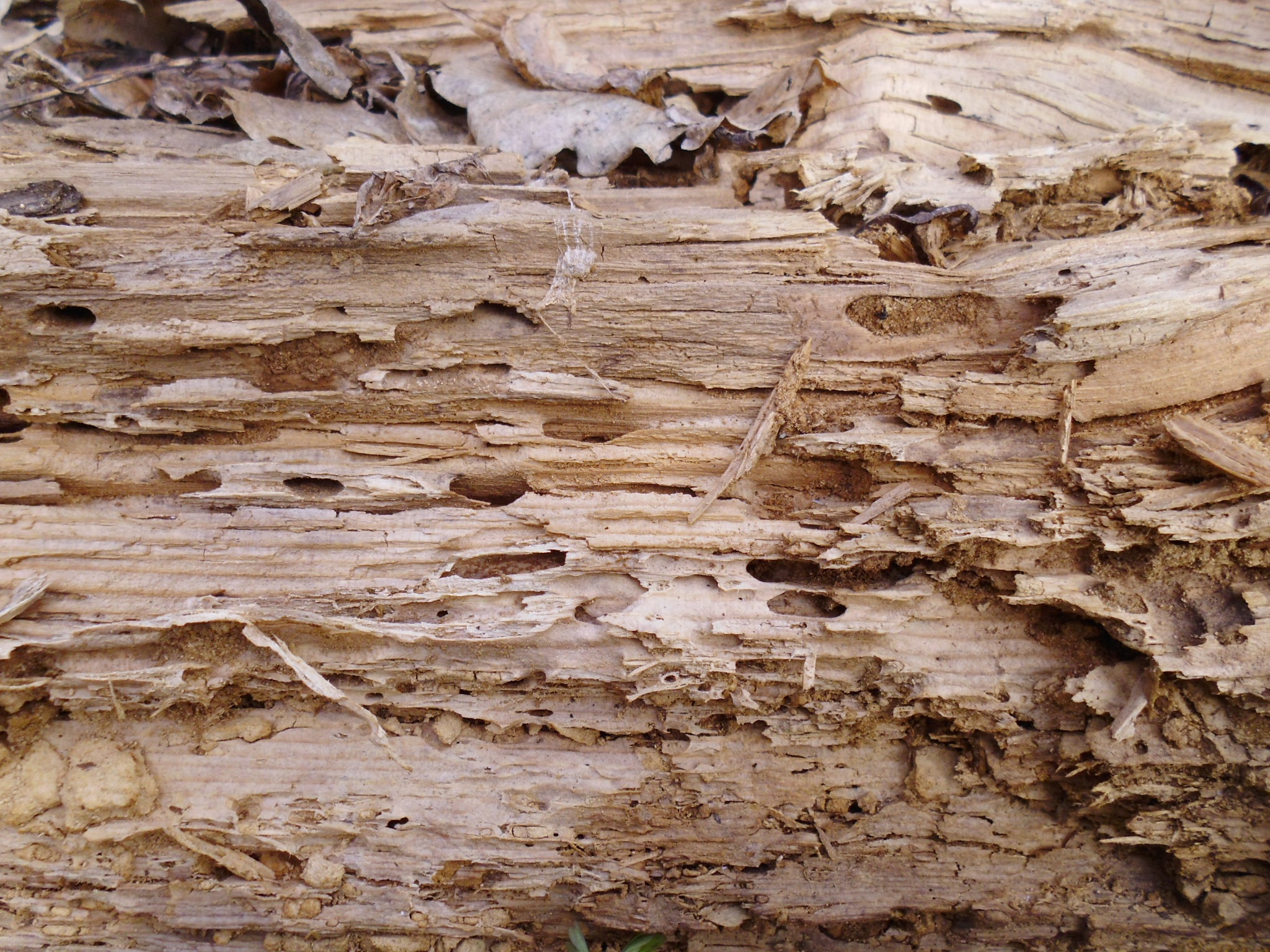 Wood fiber structure free image download