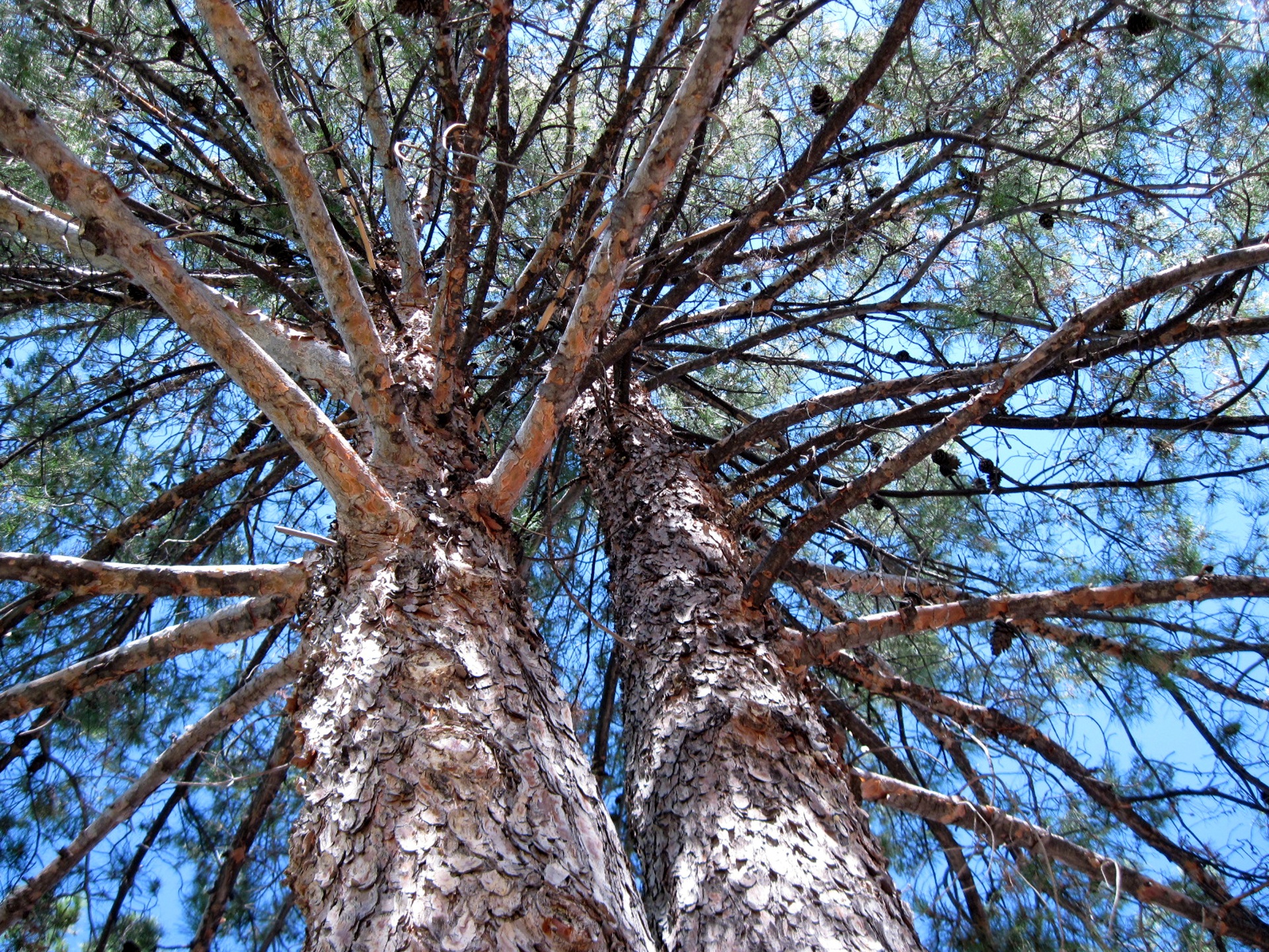 Pine Tree Branches Nature Free Image Download