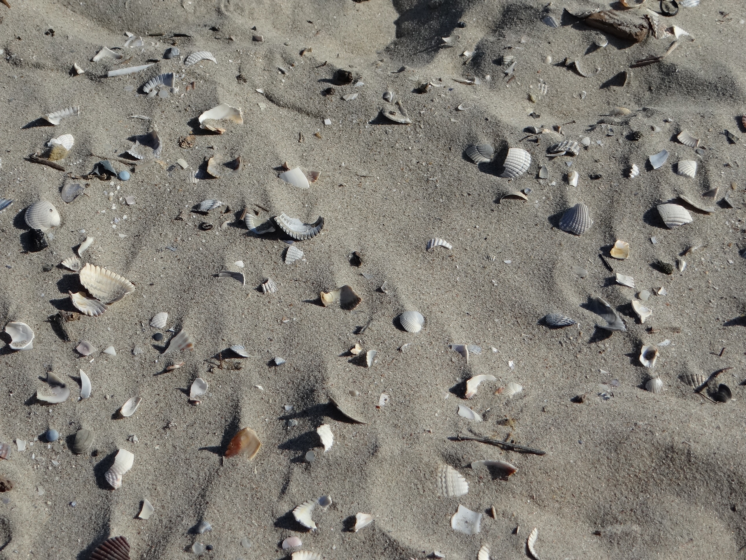 Broken shells. Черный песок текстура. Разбитые ракушки. Текстура следов на земле. Сухие Пески.