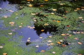 Water Natur Green Grass Plant