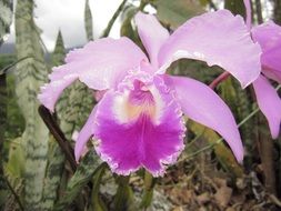 Orchid Flower Background