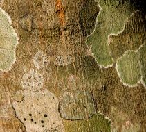 Lichen Pattern Tree Trunk Green