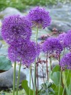 Flowers Plants Green Purple