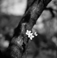 Plum Blossom Black And White