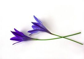 Flowers Shoots Blue