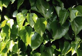 Leaf Leaves Light Sun Green