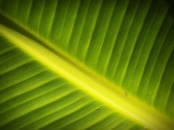 green leaf of a plant close up