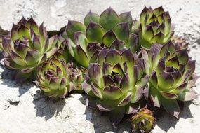 succulents in the stone garden