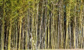 Bamboo Trees Background Bamboo