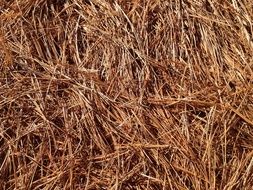 dry pine needles on the ground in the forest