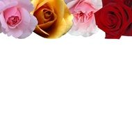 white background with floral header