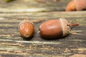 acorns lie on the ground