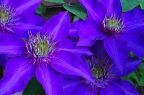 blue clematis flowers