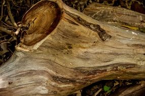 Wood Tree Trunk Sawn Timber