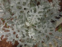 Centaurea Cineraria Leaves