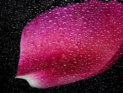background with wet flower petal