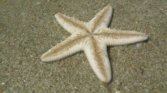 Starfish Beach Goa India Sand