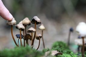 man touches a mushroom with his finger