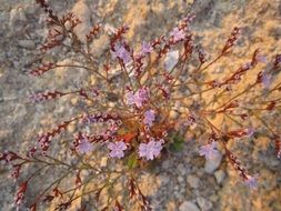Flowering Shrub Beach
