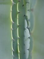 Agave Leaves Texture