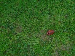 Grass Holidays Autumn Nature