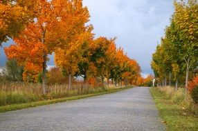 lonely road in autumn