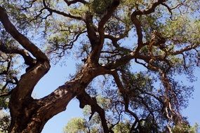 perennial tree in the forest