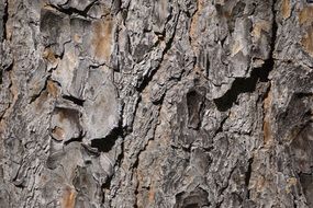 background with cracked tree bark