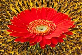 Gerbera Sunflower Background