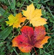 Autumn Leaves Fall Leaf Yellow