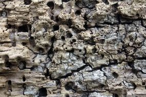 tree bark gnawed by insects
