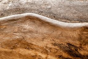 Tree Trunk Wood Texture