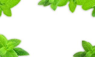 white background with mint foliage