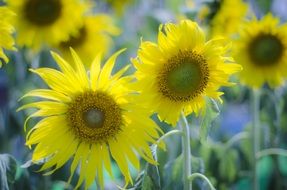 wallpaper with yellow sunflowers