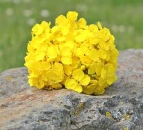 yellow oilseed rape flowers