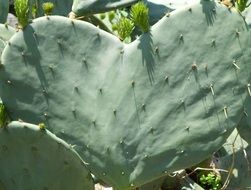 Cactus Flowers Heart Love