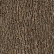 Bark Wood Tree Seamless Texture