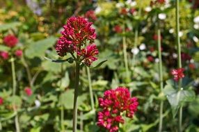 background with red spur flowers