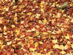 Autumn Leaves Fall Nature Red
