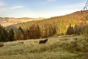 Autumn Outdoor Hill Sunlight