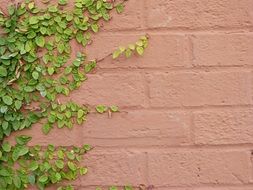 Ivy Ivy On Wall Brick Wall