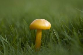 background with toxic mushroom
