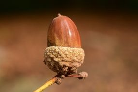 Acorn Close Background Beautiful