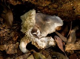 Fungus Cream Grey Mushrooms Wet