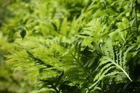Plants Fern Nature Green Forest